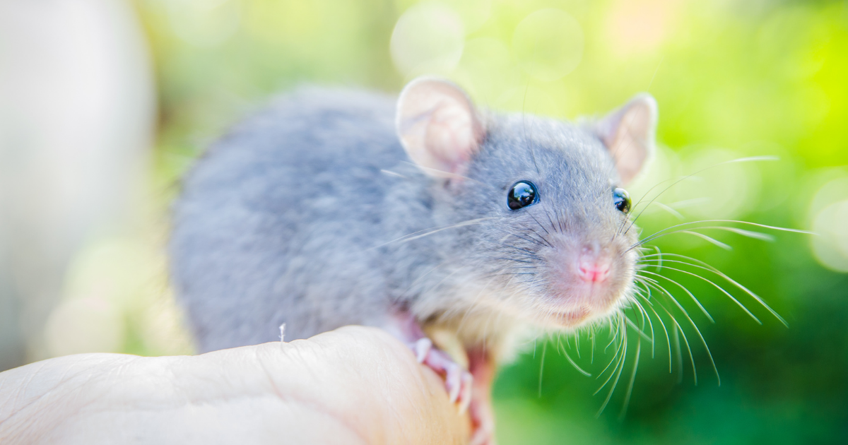 faire fuire les rongeurs/rats de sa maison